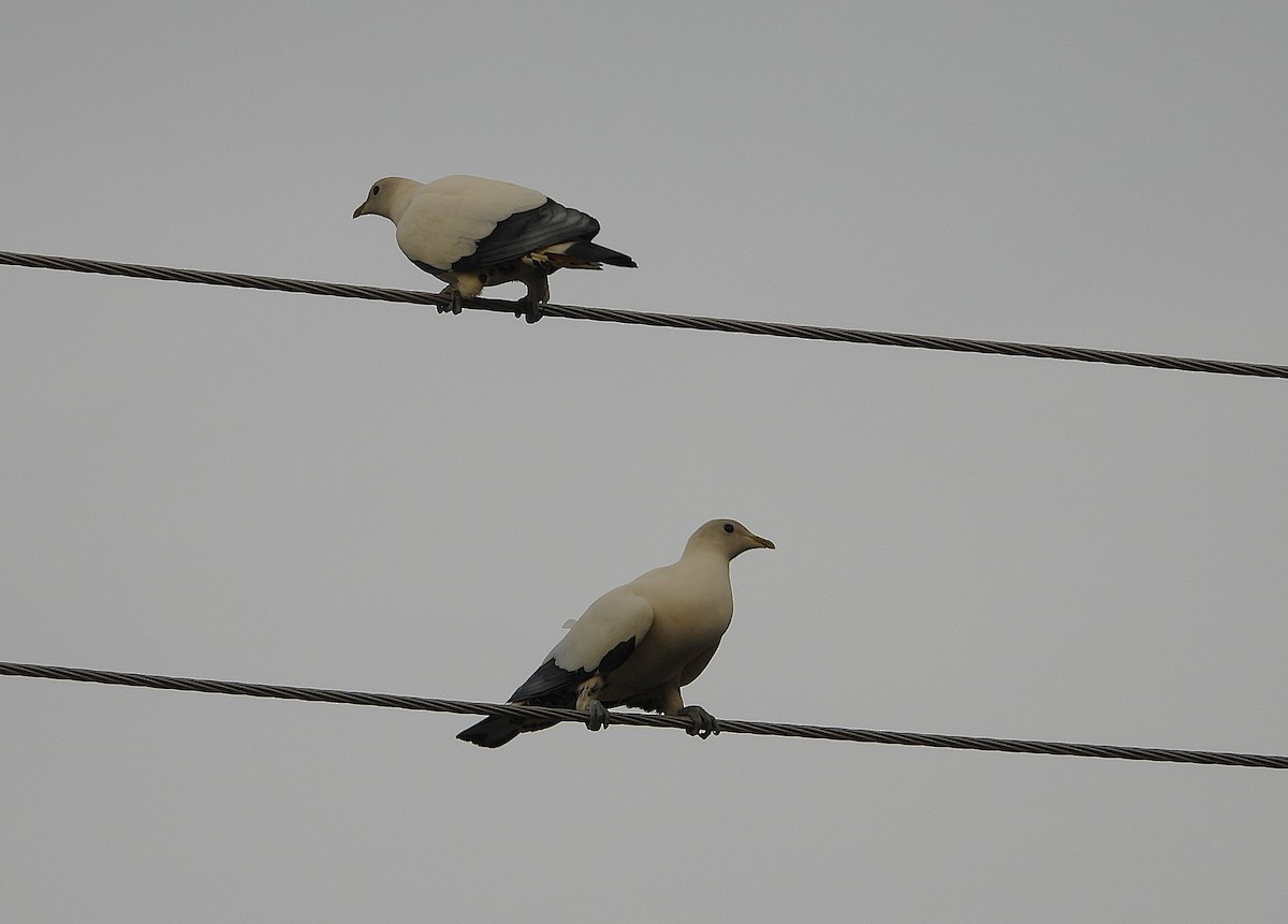 Torresian Imperial-Pigeon - ML642423853
