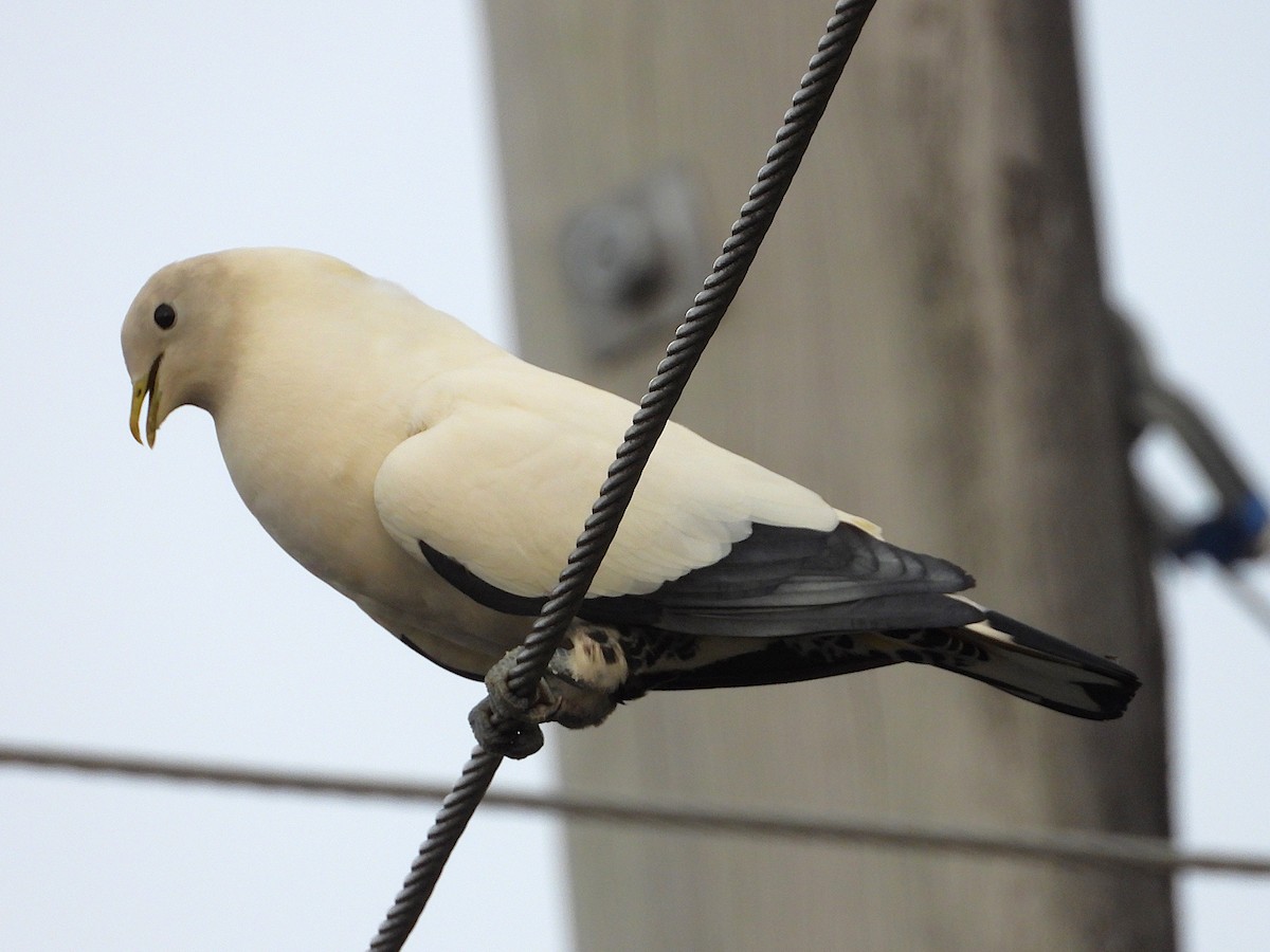 Torresian Imperial-Pigeon - ML642423854