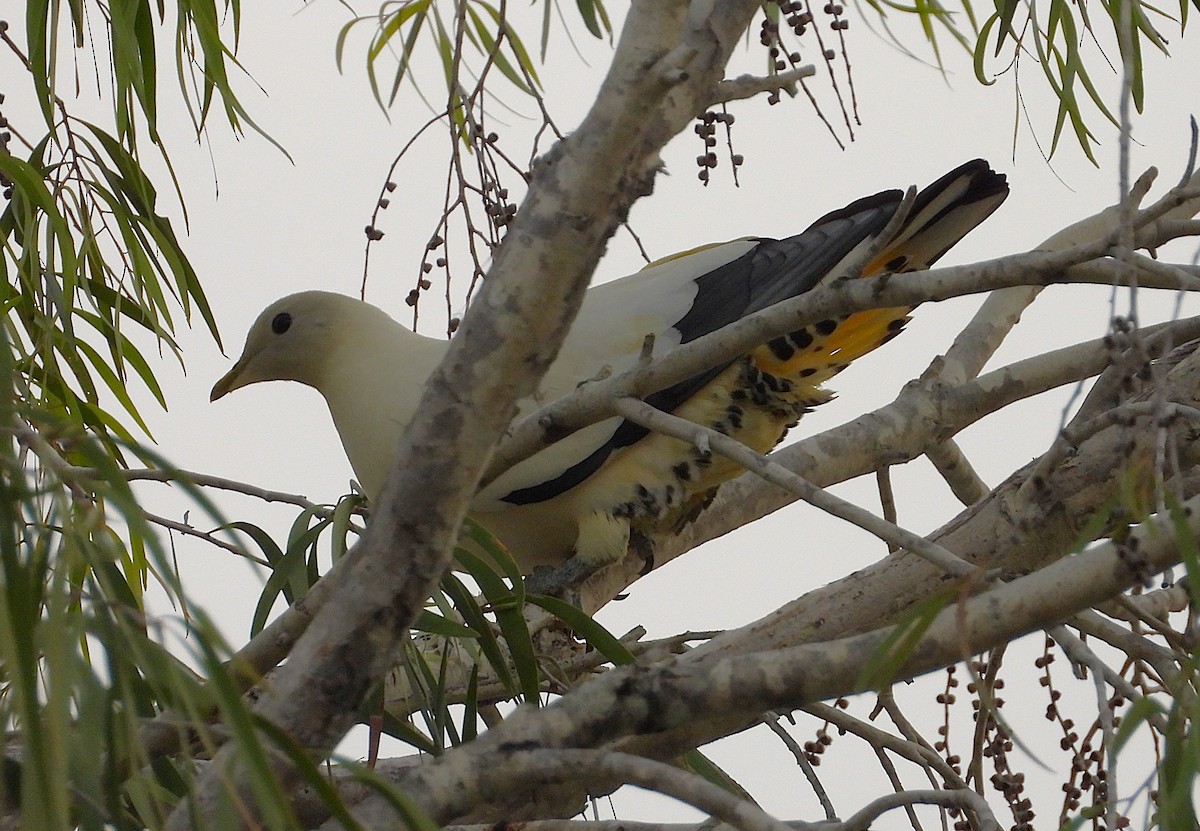Torresian Imperial-Pigeon - ML642423855