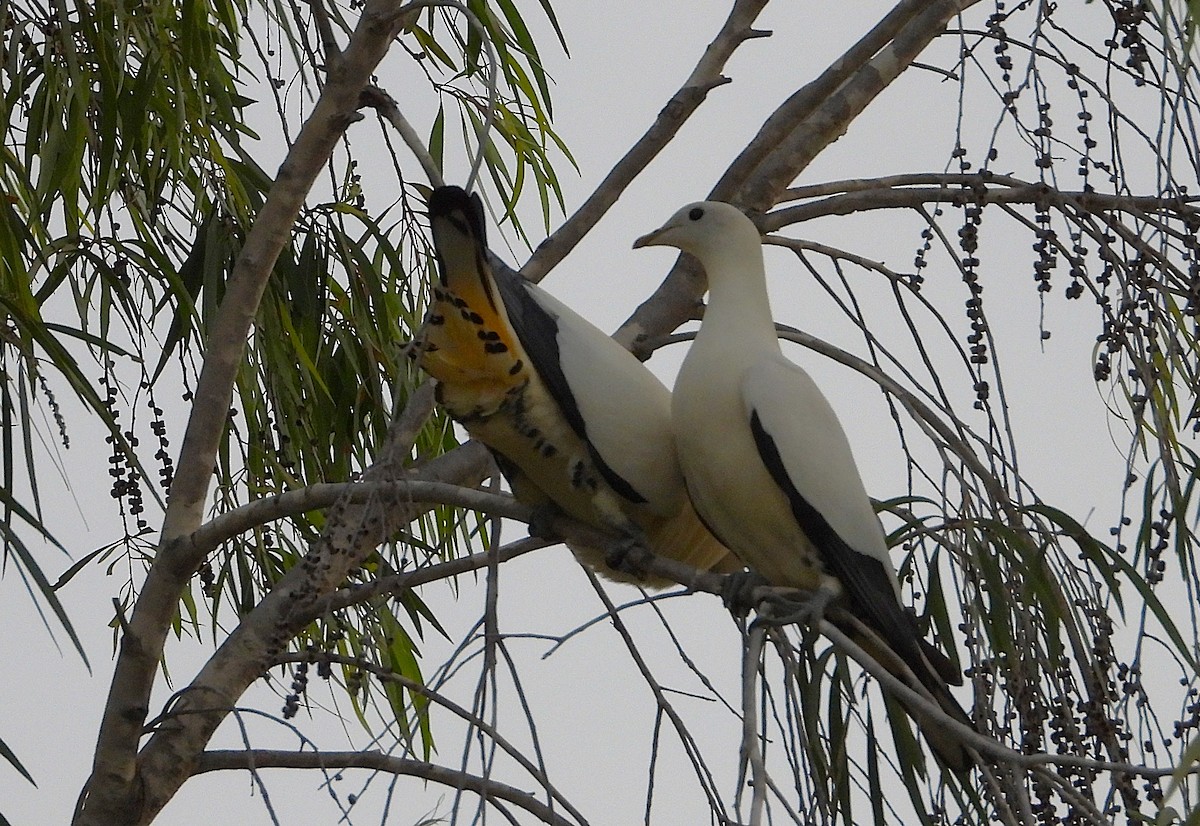 Torresian Imperial-Pigeon - ML642423856