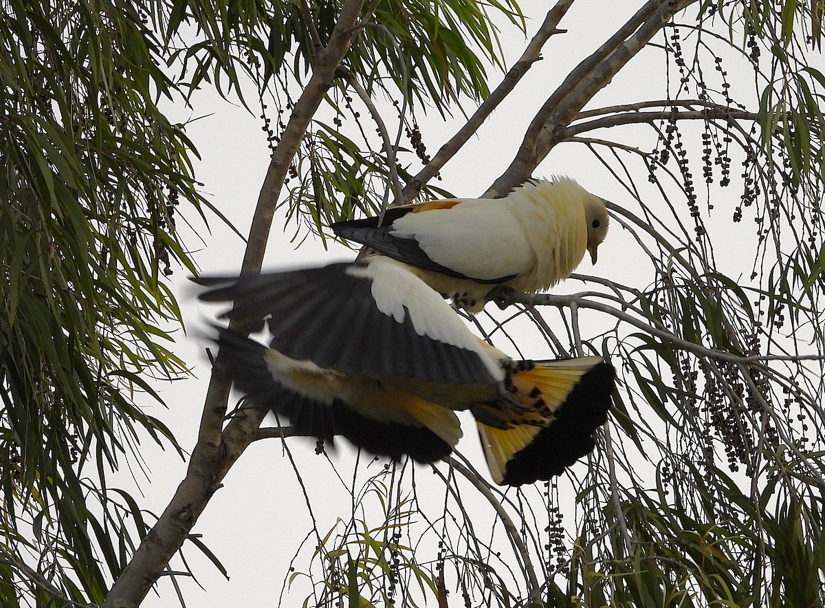 Torresian Imperial-Pigeon - ML642423858