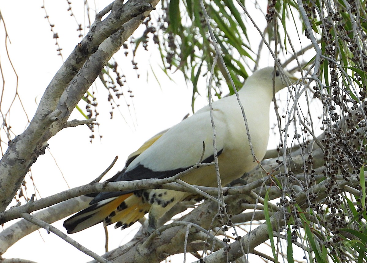 Torresian Imperial-Pigeon - ML642423859
