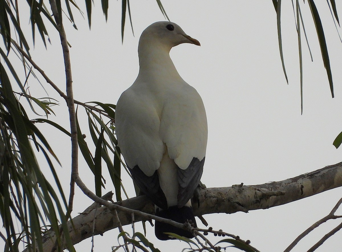 Torresian Imperial-Pigeon - ML642423860