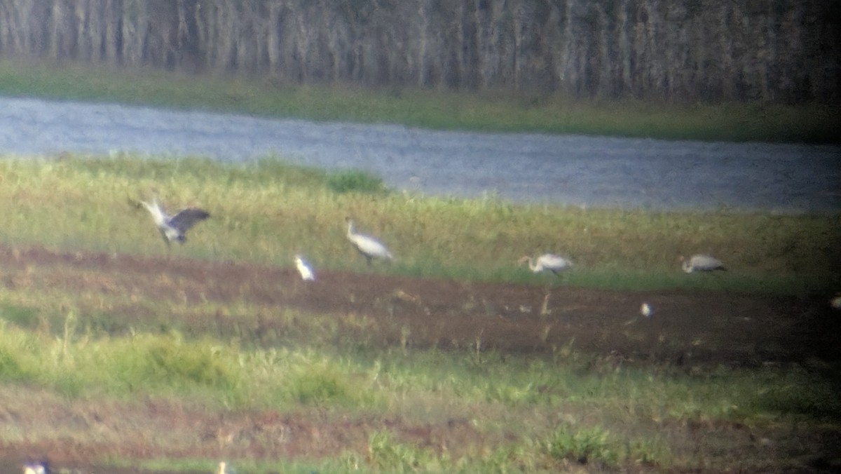 Brolga - ML642423861