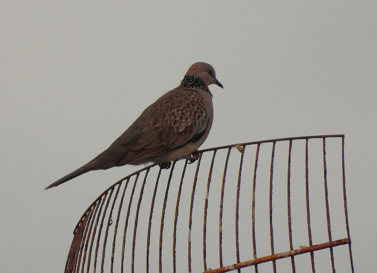 Spotted Dove - ML642423863