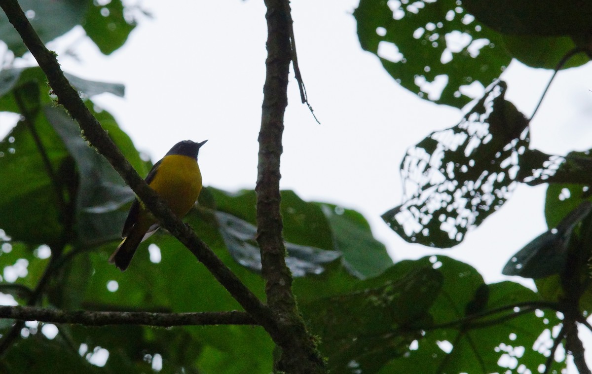 White-starred Robin - ML642423864