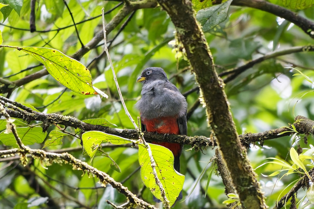 Blue-tailed Trogon - ML642423865