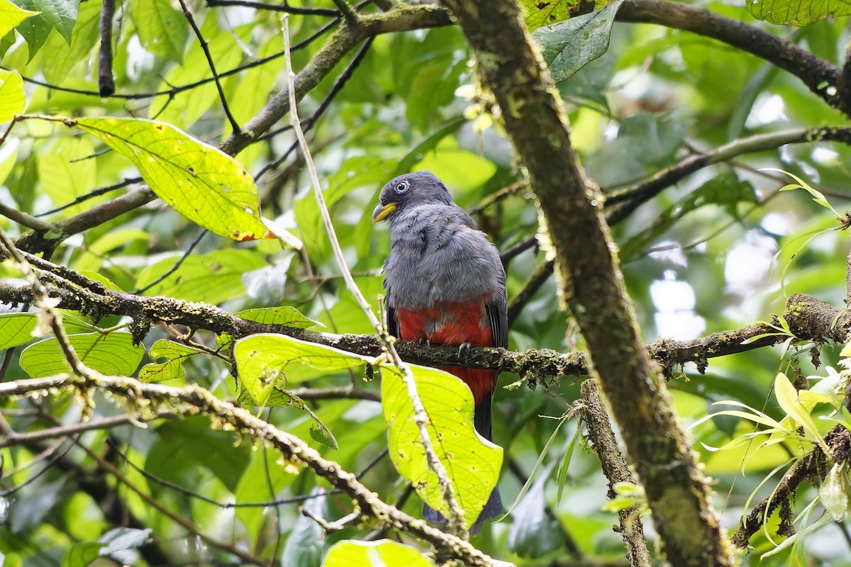 Blue-tailed Trogon - ML642423866