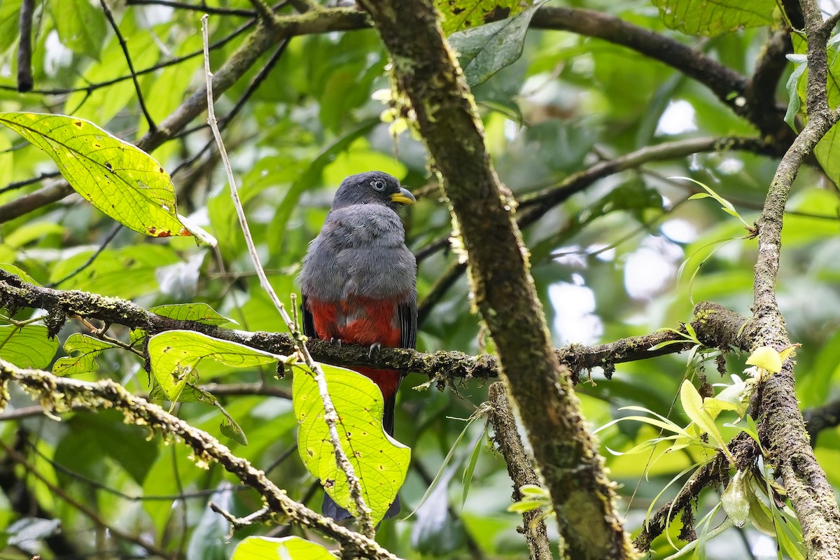 Blue-tailed Trogon - ML642423867