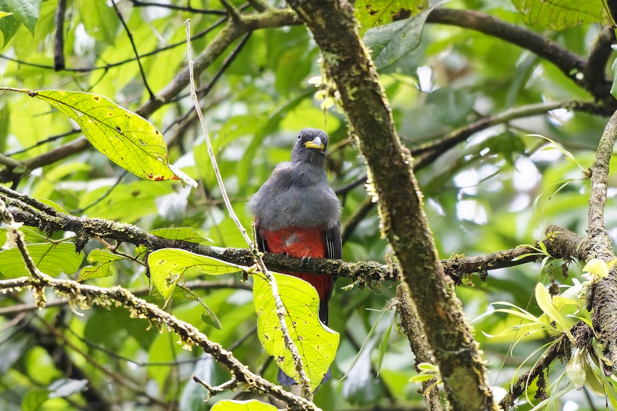 Blue-tailed Trogon - ML642423868