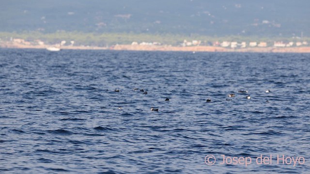 Balearic Shearwater - ML642423869