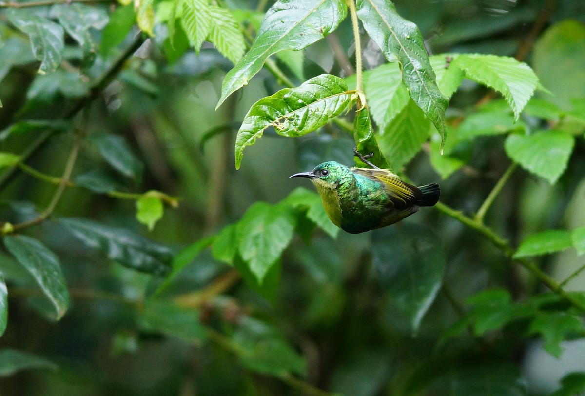 Collared Sunbird - ML642423870