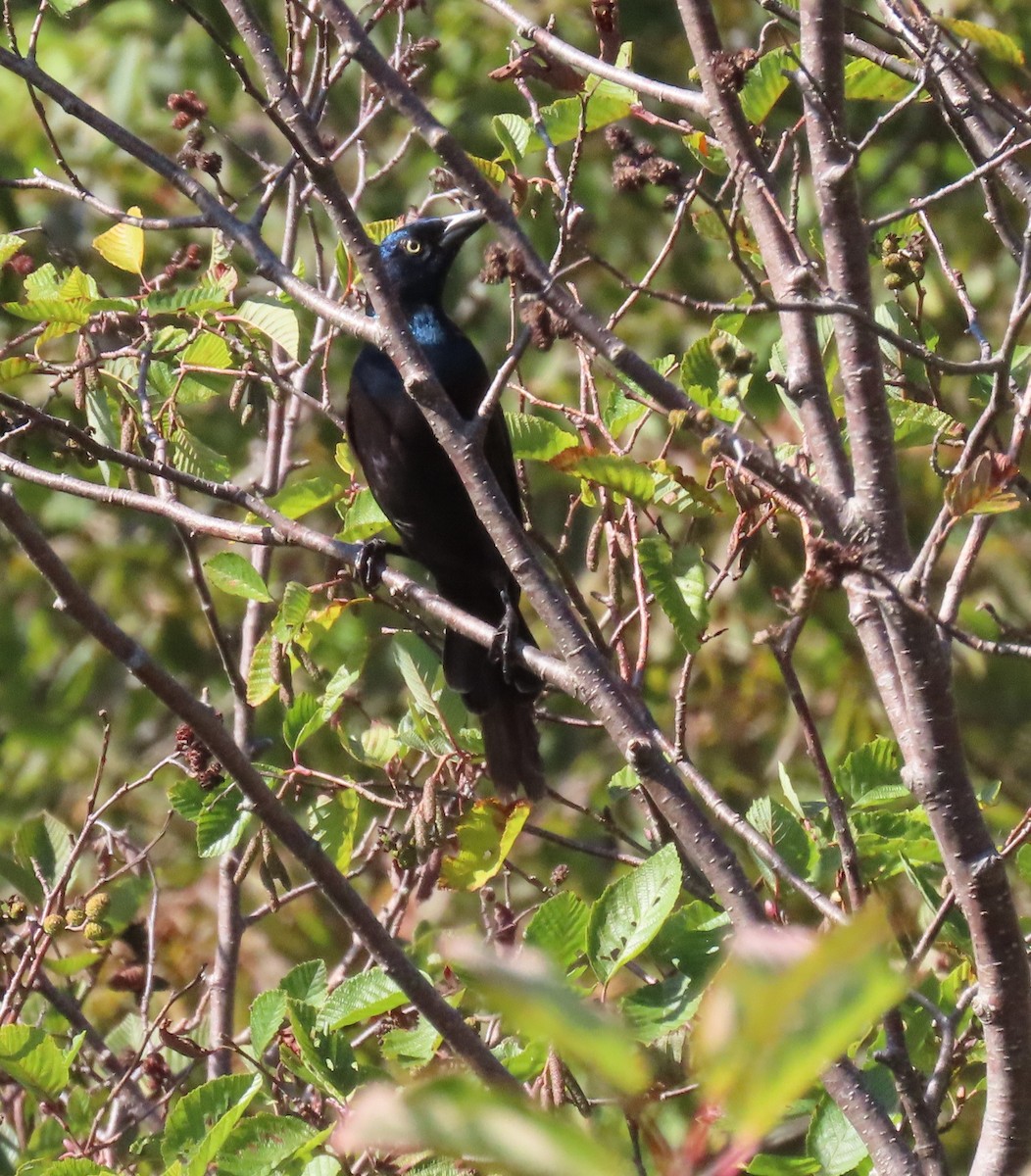 Common Grackle - ML642423871