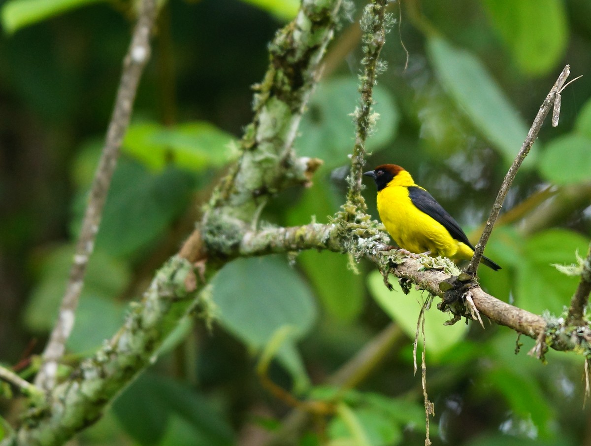 Brown-capped Weaver - ML642423872