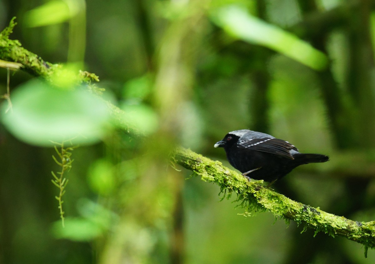 Gray-headed Nigrita - ML642423878