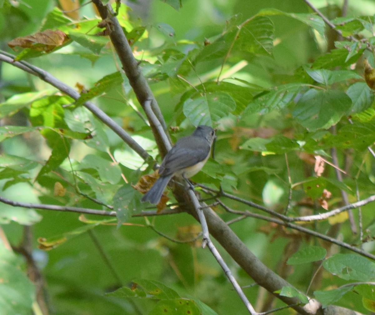 Tufted Titmouse - ML642423879