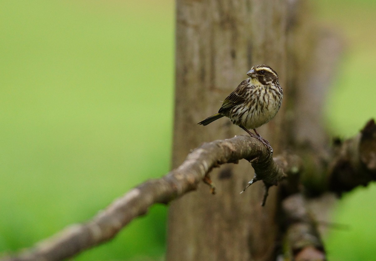 Streaky Seedeater - ML642423881