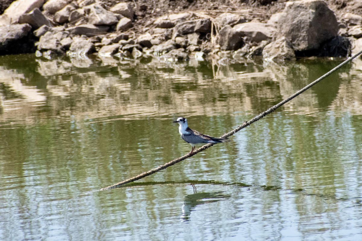 White-winged Tern - ML642423915