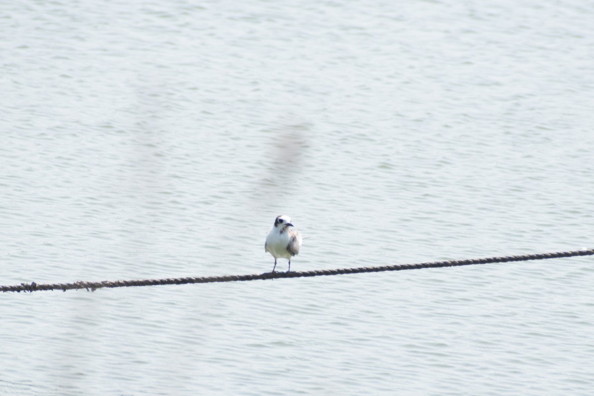 White-winged Tern - ML642423916
