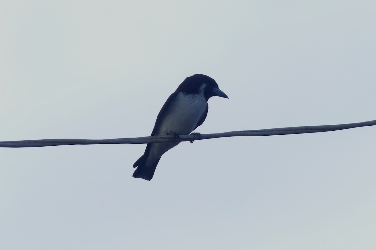 Fiji Woodswallow - ML642423917