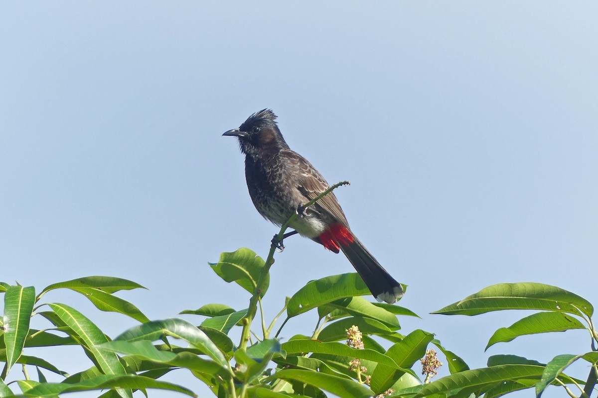 bulbul šupinkový - ML642423920