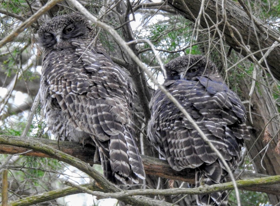 Powerful Owl - ML642423922