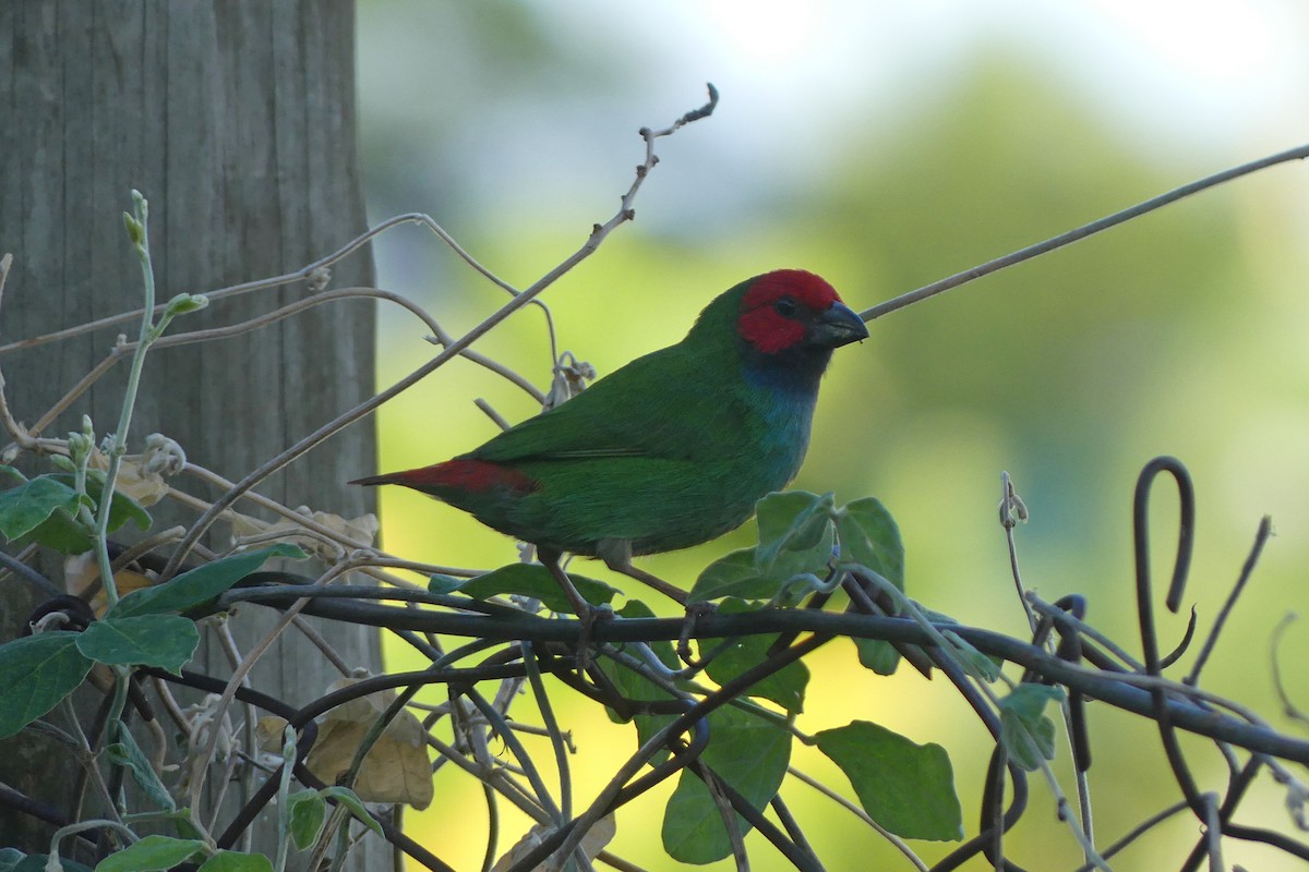 Fiji Parrotfinch - ML642423931