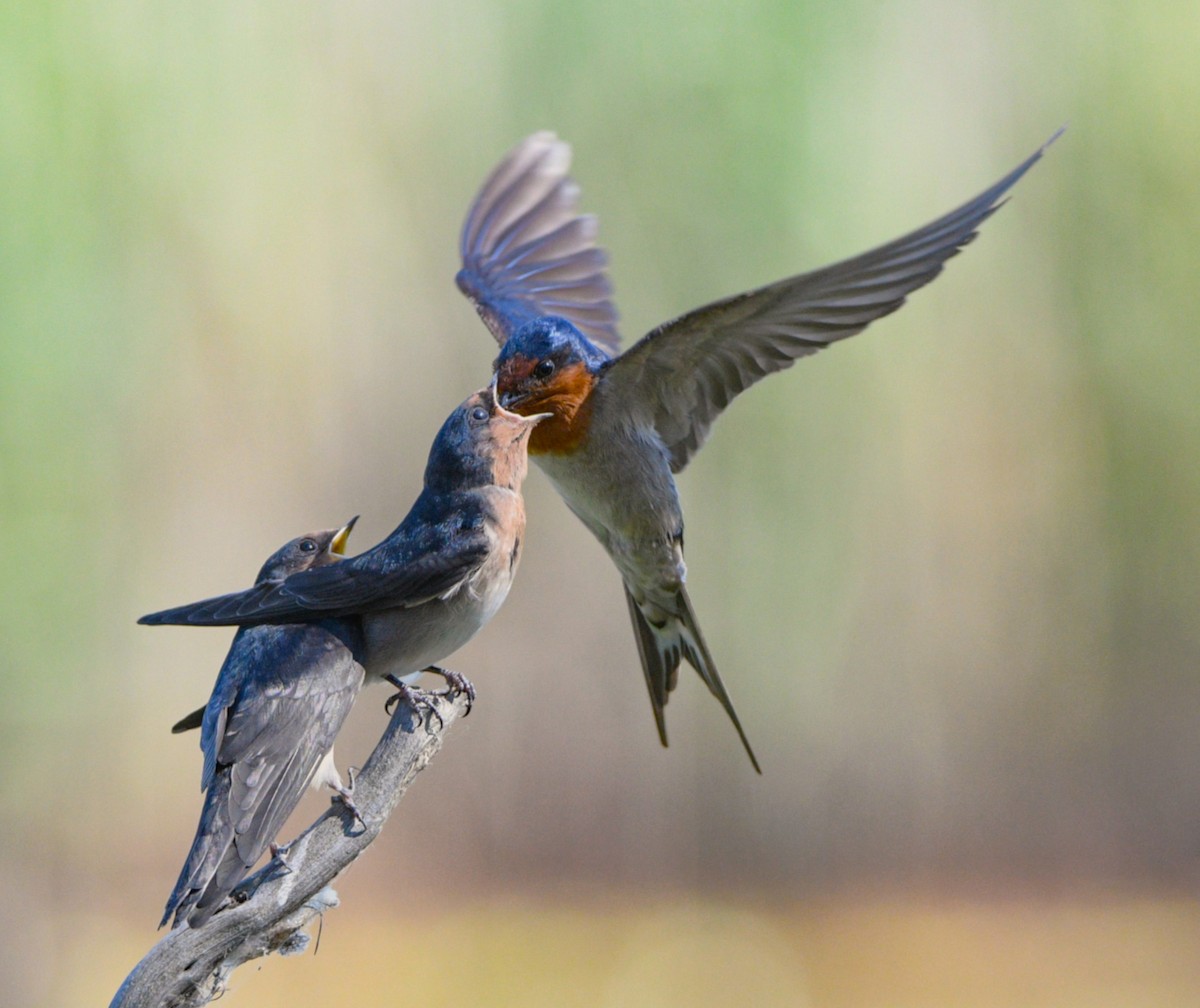 Welcome Swallow - ML642423953