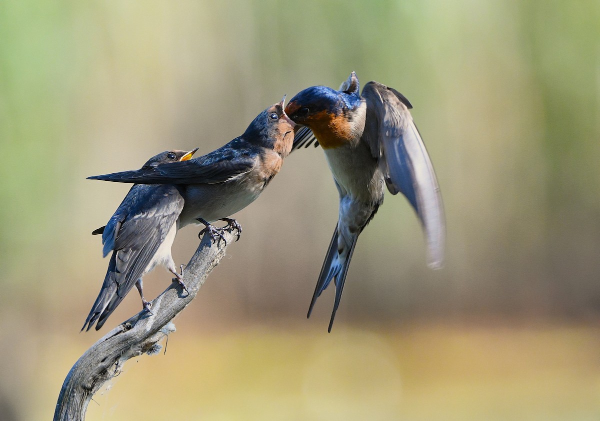 Welcome Swallow - ML642423955