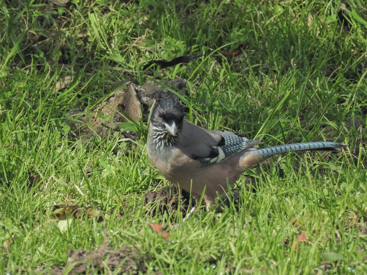 Black-headed Jay - ML642423958