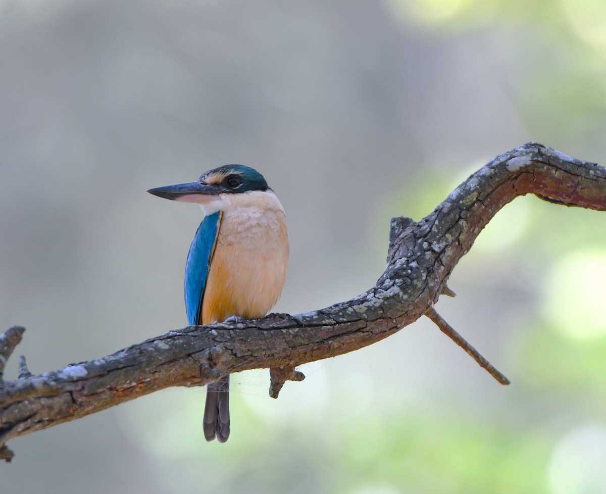 Sacred Kingfisher - ML642423961