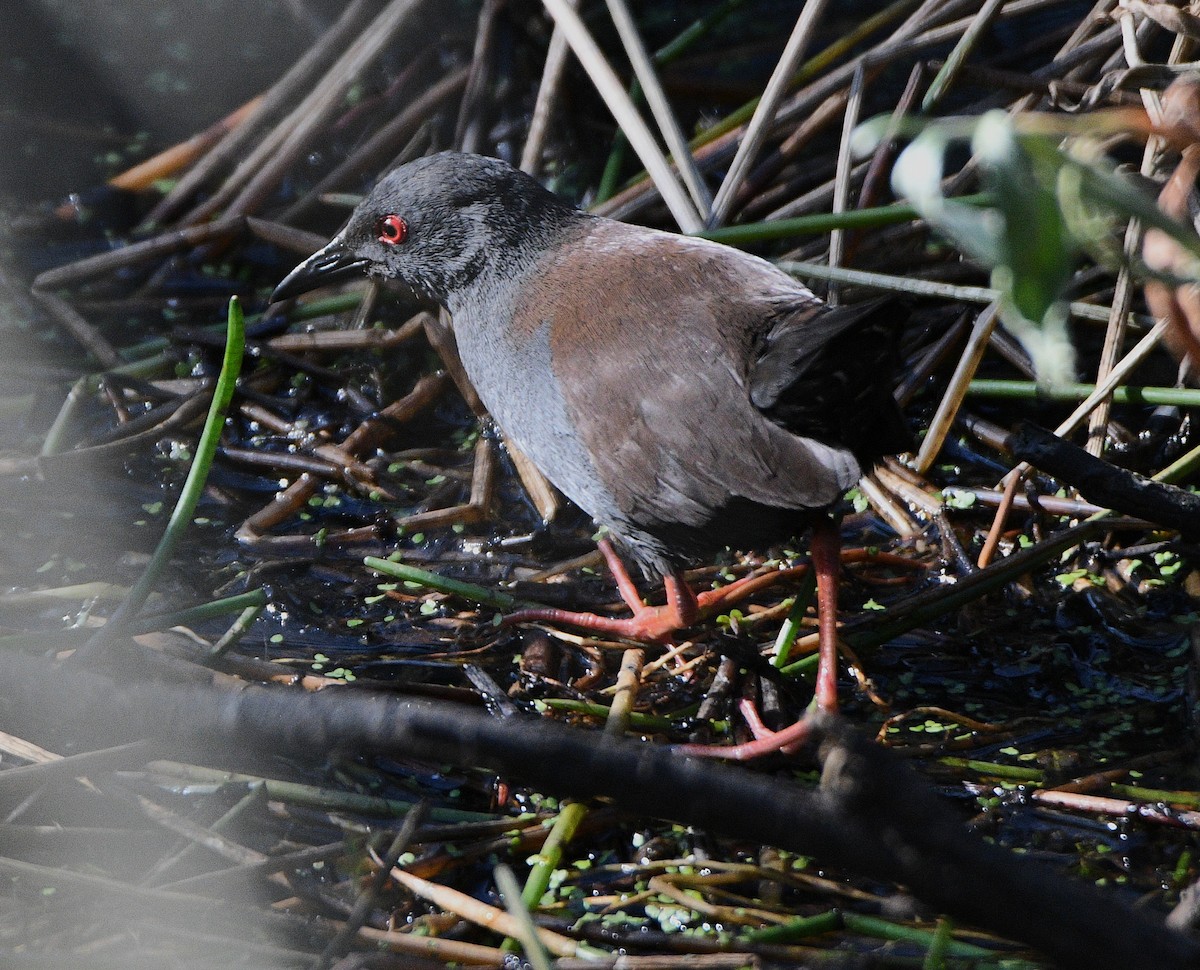 Spotless Crake - ML642423963