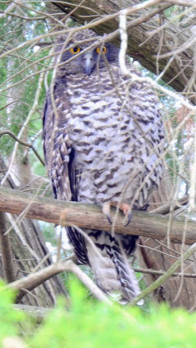 Powerful Owl - ML642423964