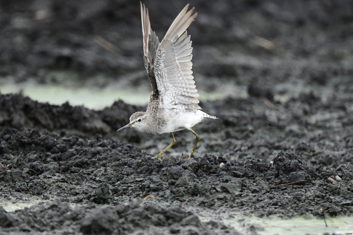 Wood Sandpiper - ML642424024