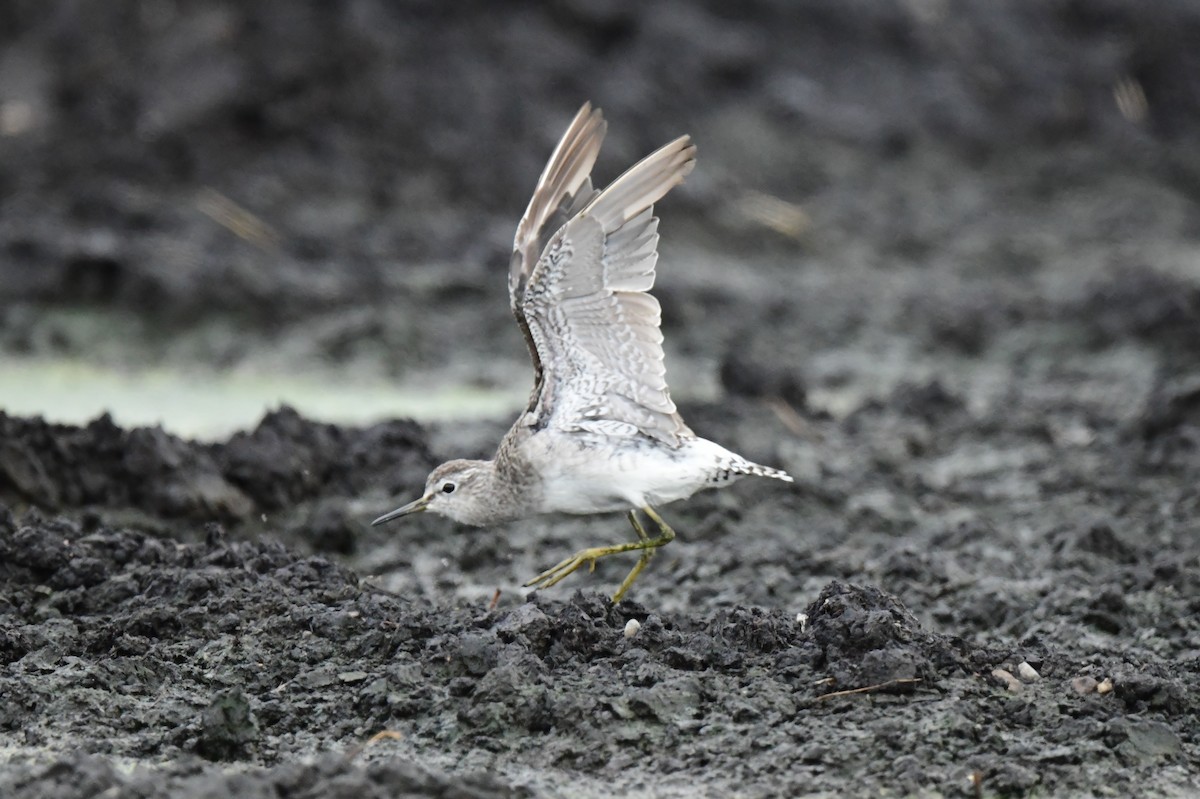 Wood Sandpiper - ML642424025