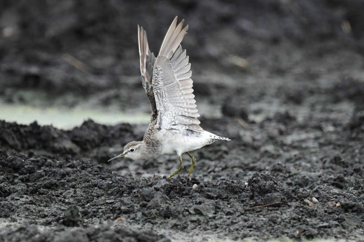 Wood Sandpiper - ML642424028