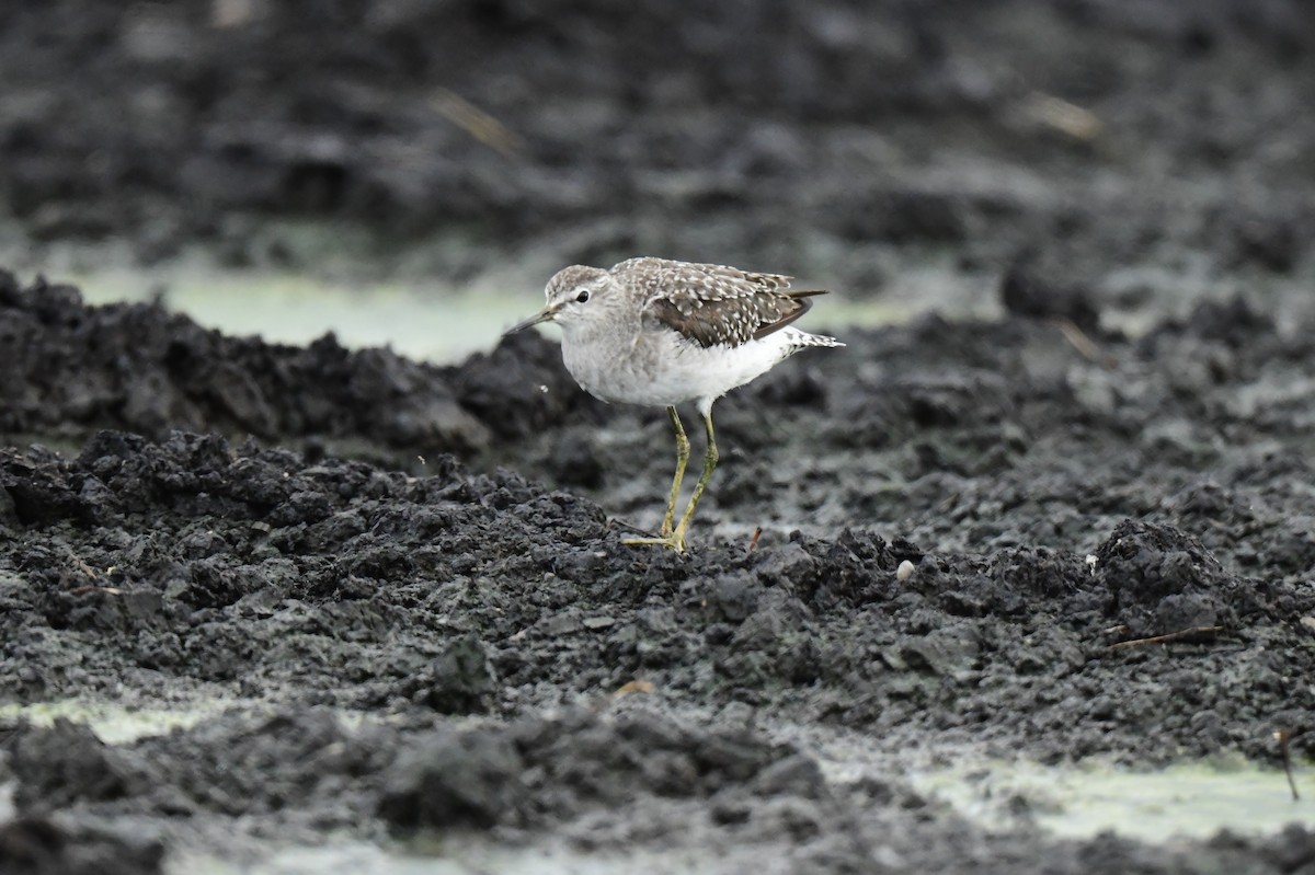 Wood Sandpiper - ML642424029