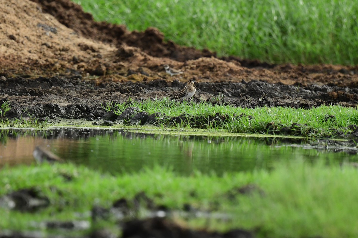 Common Snipe - ML642424031