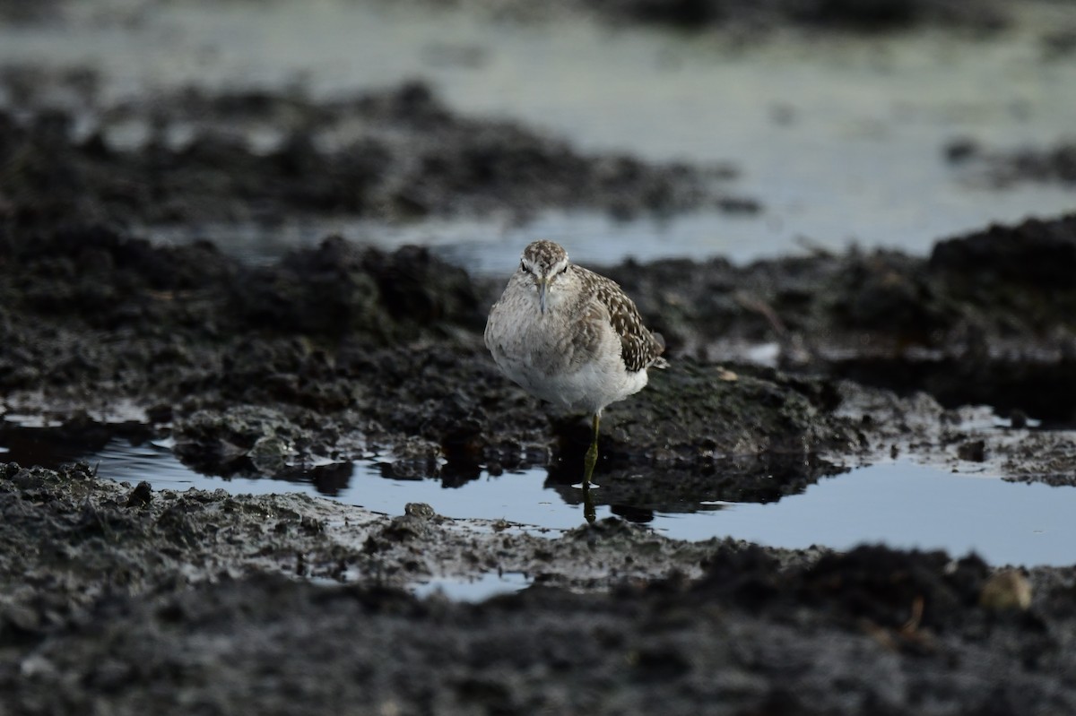Wood Sandpiper - ML642424033