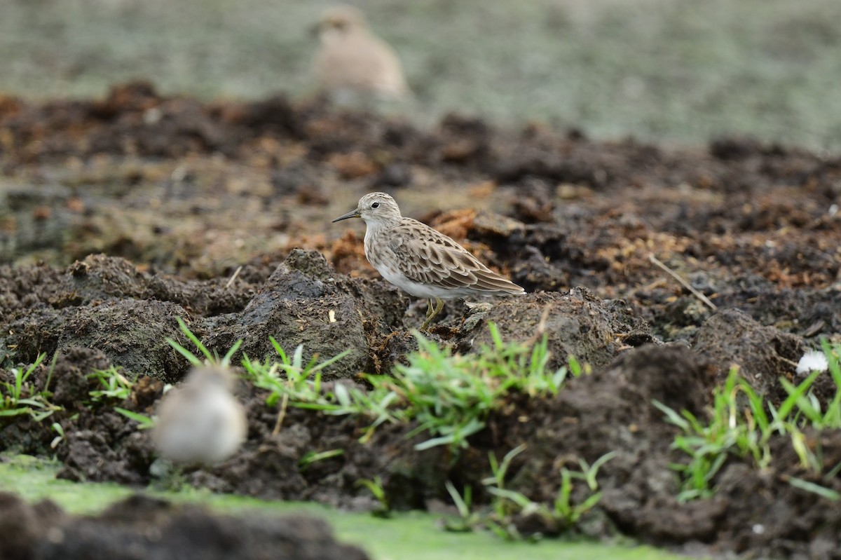Long-toed Stint - ML642424037