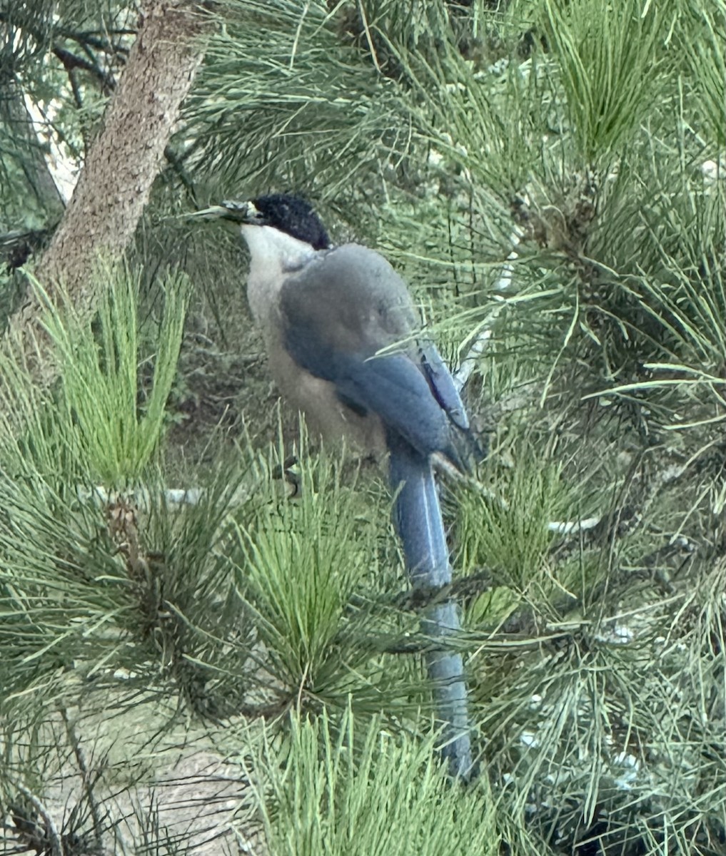 Iberian Magpie - ML642424055