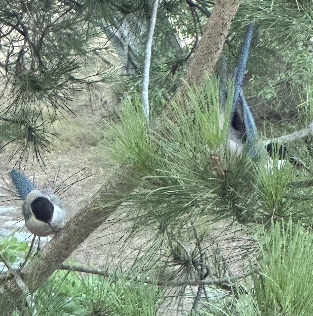 Iberian Magpie - ML642424056