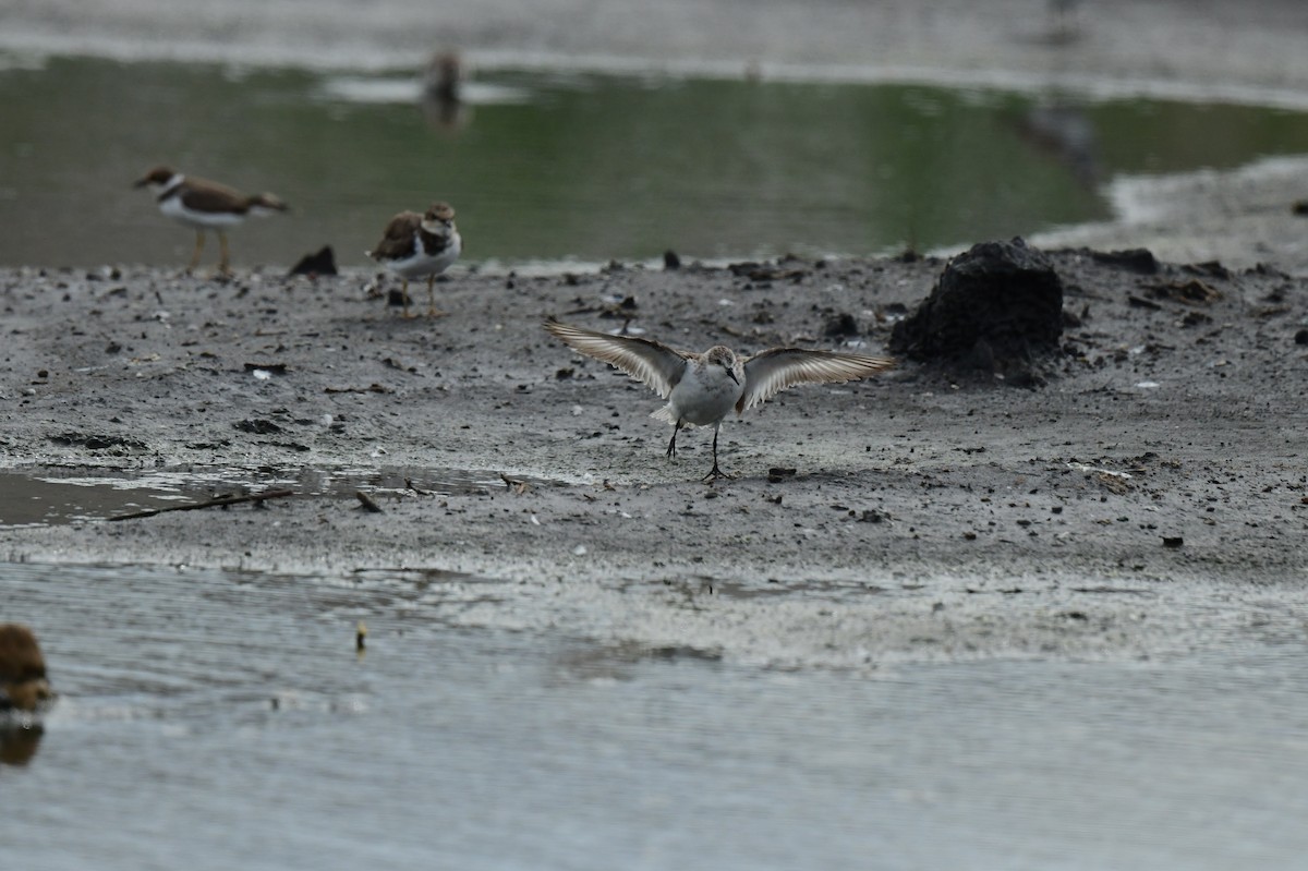 Red-necked/Little Stint - ML642424072