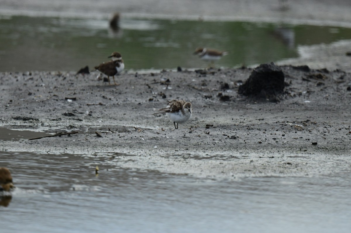 Red-necked/Little Stint - ML642424073