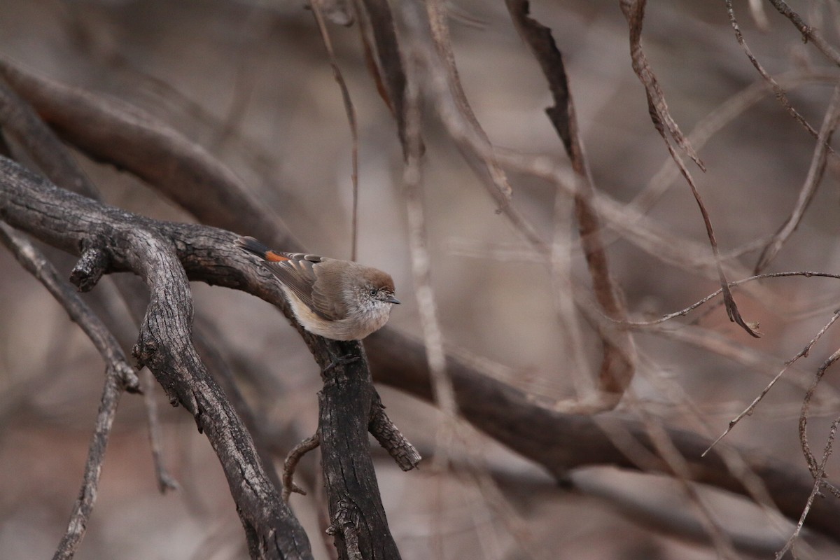 Chestnut-rumped Thornbill - ML642424087
