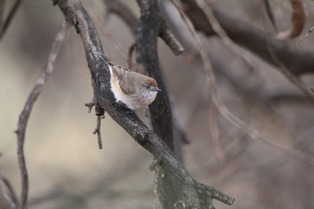 Chestnut-rumped Thornbill - ML642424089