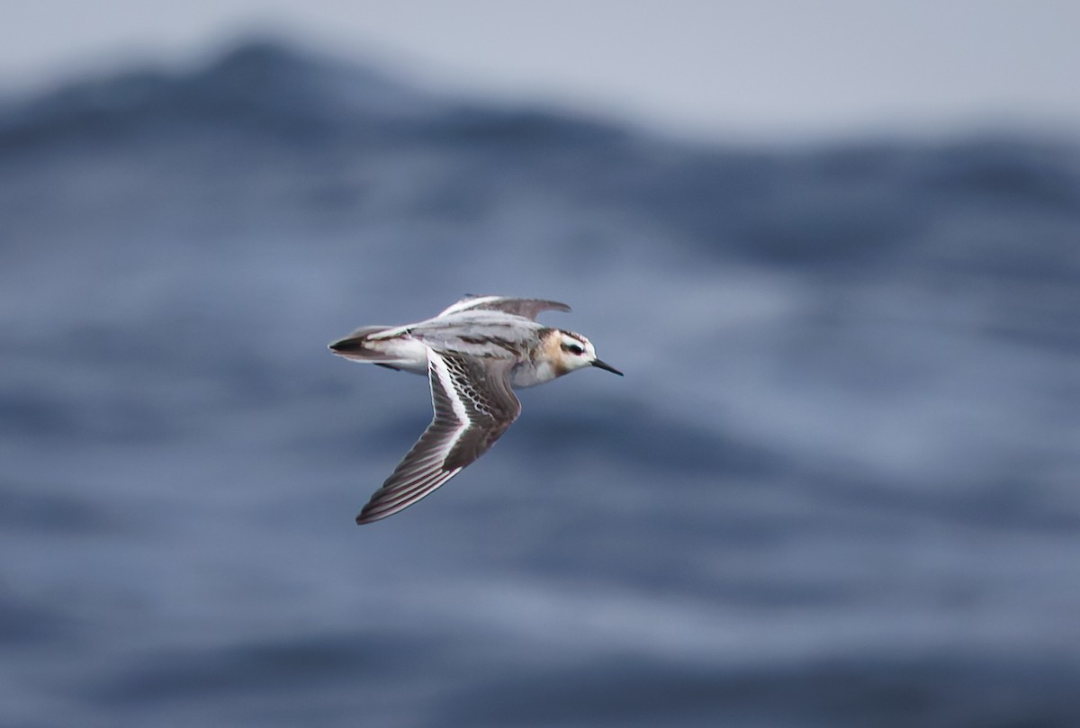 Red Phalarope - ML642424106