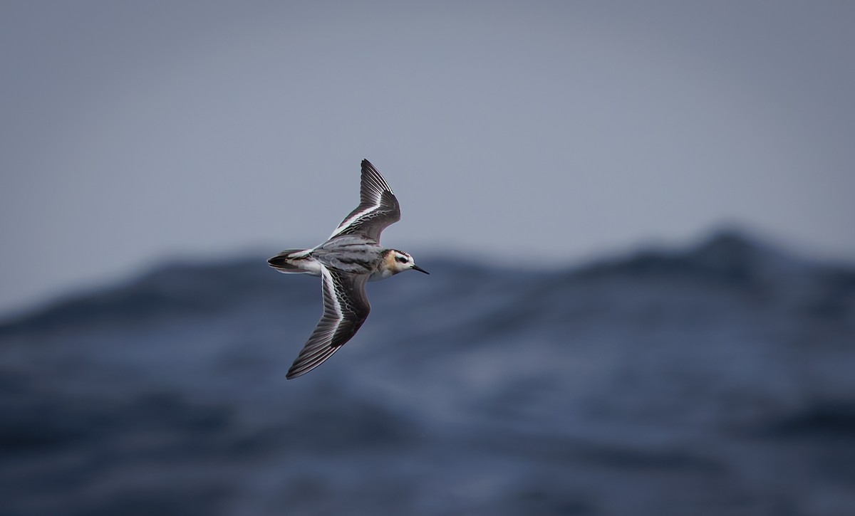 Red Phalarope - ML642424107