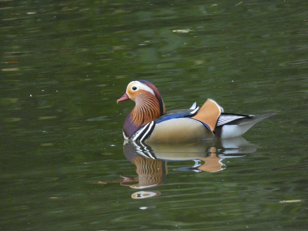 Mandarin Duck - ML642424110