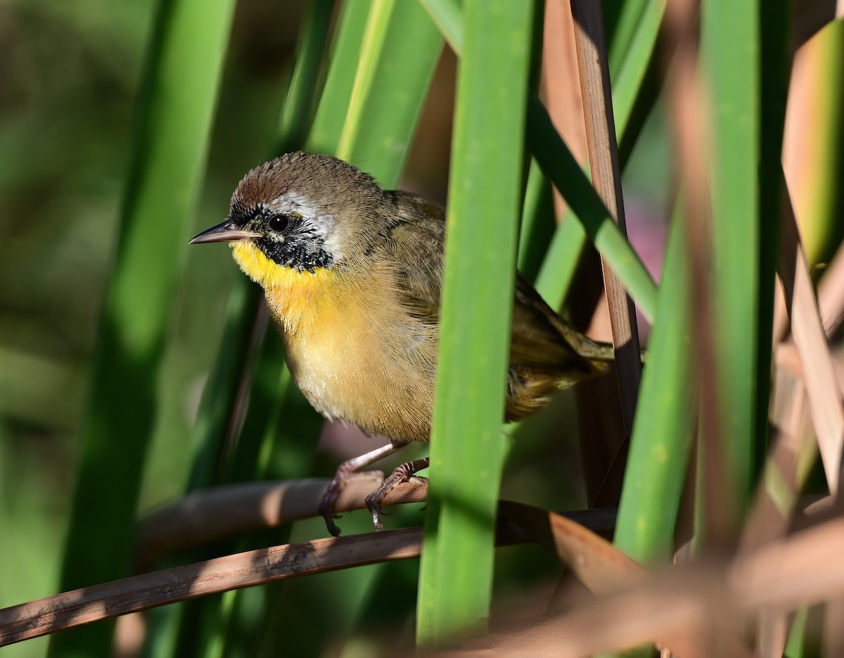 Common Yellowthroat - ML642424113